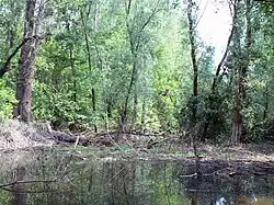 Le Koviljsko-petrovaradinski rit