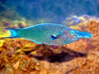 Gomphosus caeruleus