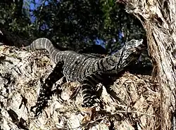 Varan.