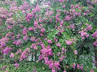 Lagerstroemia indica, Chibi square, Huanggang.