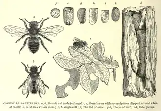 Femelle et mâle, feuilles de rosier découpées, cellules