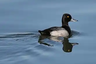 Mâle en plumage éclipse.