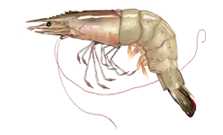 Un exemple d'espèce du sous-ordre Dendrobranchiata : Litopenaeus setiferus. Les représentants de ce sous-ordre ressemblent en certains points aux crevettes vraies, mais ils en diffèrent sur d'autres.
