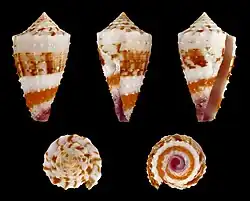 Conus floridulus