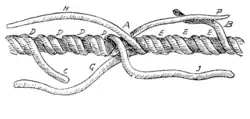 Détail d'une épissure longue. Les brins sont raccordés sur une plus grande distance.