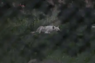 Loup arctique.