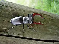 Lucanus cervus (Lucanidae)