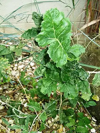 Description de l'image Lundy Cabbage.JPG.