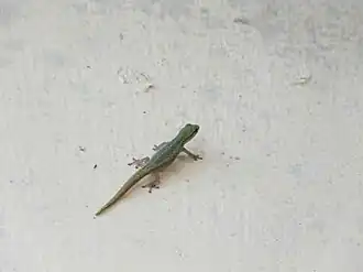 Description de l'image Lygodactylus conraui.jpeg.