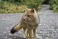 Vulpes.