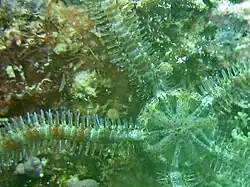 Macrophiothrix propinqua
