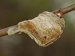 Oothèque de mante