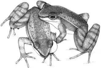 Description de l'image Mating couple of Hylodes japi during courtship.PNG.