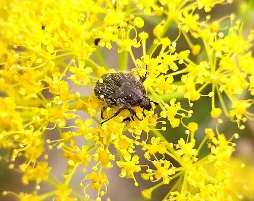 Une cétoine grise en promenade à Malte. Juin 2022.