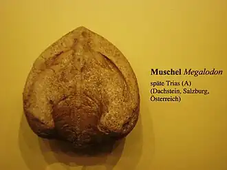 Description de l'image Megalodon shell.JPG.