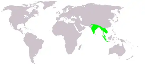 Jacana bronzé.