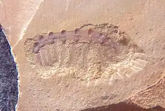 Fossile de Microdictyon sp.