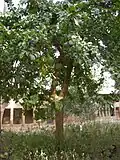 Calebassier à Mlomp, en Casamance, au Sénégal.