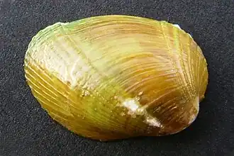 Modiolarca impacta