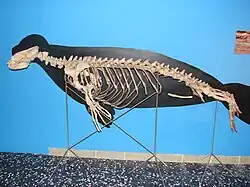 Squelette provenant du parc national marin d'Alonissos, exposé au musée Goulandris d'histoire naturelle, à Athènes.