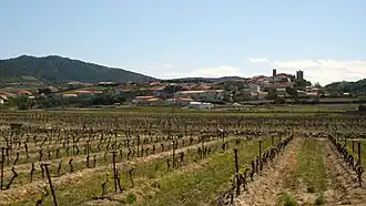 Vignoble de Montner au printemps.