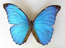 Morpho amathonte (coll. Felix Stumpe, 1860).