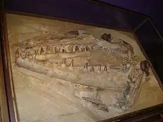 Photo d'un crâne fossile de couleur blanche exposé derrière une vitrine d'un musée.