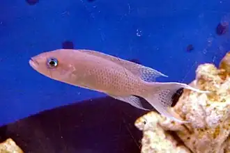Neolamprologus gracilis.