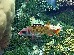 Neoniphon opercularis.