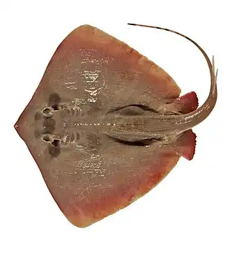 Description de l'image Neotrygon annotata csiro-nfc.jpg.