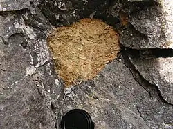 Lave néphélinite (grise) contenant une enclave de péridotite (jaune).