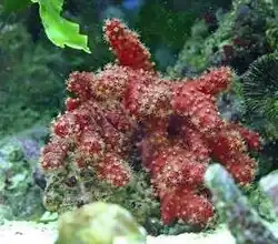 Nephthyigorgia sp.