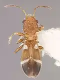 Notocoderus argentinus, Argentine.