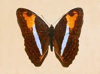 Description de l'image Nymphalidae - Adelpha plesaure.JPG.