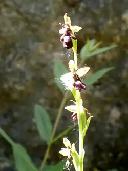 Ophrys mouche (puy de la Colline).