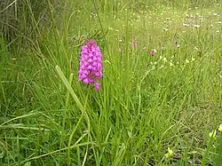 Orchis pyramidal (Anacamptis pyramidalis)