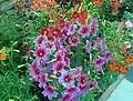 Parterre de plantes Salpiglossis sinuata avec des fleurs de trois couleurs différentes.