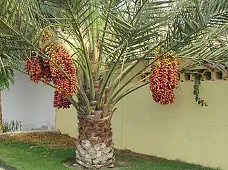 Le palmier dattier, utilisé par les anciens Égyptiens à la fois comme aliment et pour la fabrication du vin. Les Égyptiens ont appris à polliniser les arbres à la main.