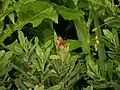 Un Croissant perlé (Phyciodes tharos) au même endroit.