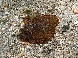 Paraplanocera sp. (peut-être P. cf. oligoglena).