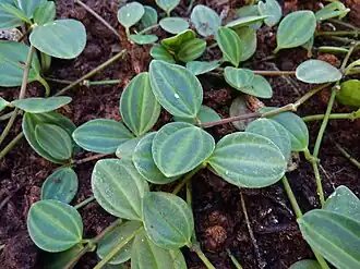 Description de l'image Peperomia quadrangularis.jpg.