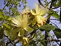 Fleurs et feuilles de Caryocar brasiliense.