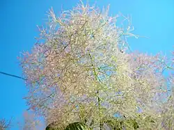 Inflorescence femelle