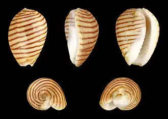 Persicula cingulata, un Cystiscidae