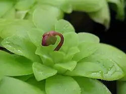 Photo d'un bourgeon d'une rosette d'hiver.