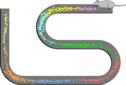 Modes de tir spatial de 8 cellules de lieu enregistrées à partir de la couche CA1 d'un rat. Le rat allait et venait le long d'une voie surélevée, s’arrêtant à chaque extrémité pour manger une petite récompense de nourriture. Les points indiquent les positions où les potentiels d'action ont été enregistrés, les couleurs indiquant quel neurone a émis le potentiel d'action.