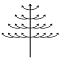 Tronc orthotrope et monopodial, rameaux latéraux plagiotropes et sympodiaux. Exemples : Terminalia et Bucida (Combretaceae).