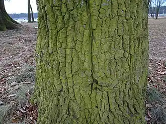 Dans les zones de pollution extrême (méthode Van Haluwyn-Lerond), les parties de troncs sont dépourvues de lichens et recouvertes d'une algue microscopique du genre Pleurococcus.