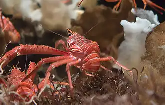 La galathée pélagique (Pleuroncodes planipes) est un habitant typique des radeaux de sargasses.