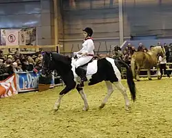 Un poney noir et blanc tacheté monté au trot par une adolescente